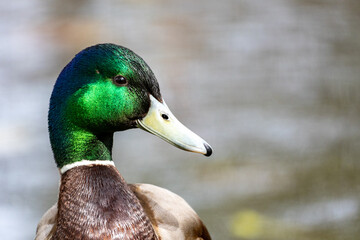 Close-up Portrait of Male Mallard Duck with Iridescent Green Head, Wildlife and Nature Photography Concept