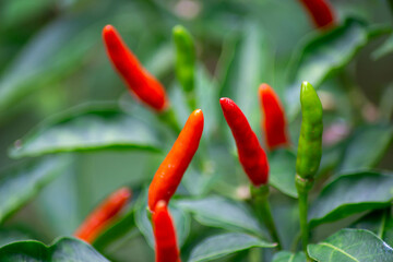 Red and green peppers (Capsicum annuum) growing on a plant with lush, dark green leaves. The peppers are elongated and vary in color, indicating different stages of ripeness