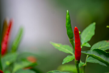 Red and green peppers (Capsicum annuum) growing on a plant with lush, dark green leaves. The peppers are elongated and vary in color, indicating different stages of ripeness
