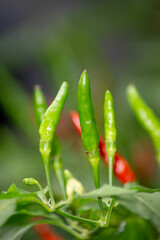 Red and green peppers (Capsicum annuum) growing on a plant with lush, dark green leaves. The peppers are elongated and vary in color, indicating different stages of ripeness