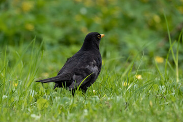 Common Blackbird Standing in Green Grass, Close-up of Wild Bird in Natural Habitat, Springtime Nature Scene