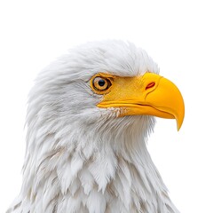 Obraz premium Close-up of a majestic bald eagle, showcasing its sharp gaze and vibrant yellow beak against a white background