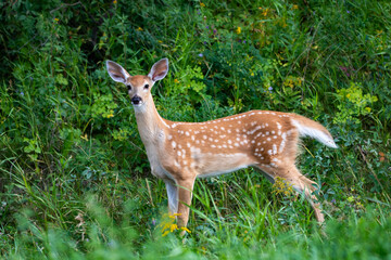 young deer in the forest