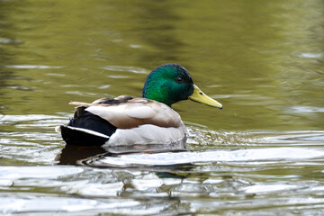 Closeup of Colorful Mallard Duck Floating on a Pond