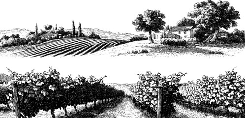Plakat Engraved illustration of vineyard hills and rural landscape for art and design