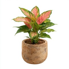 Obraz premium Aglaonema plant in pot, close up on white background