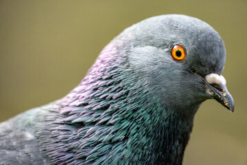 Wild Pigeon Portrait with Iridescent Plumage and Expressive Open Mouth in Natural Light