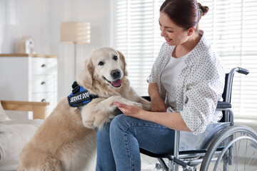 Service dog giving paw to woman in wheelchair at home