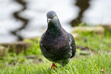 Colorful Pigeon Staring at Camera in Natural Park Environment with Soft Water Background