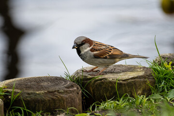 Wild Sparrow Feeding and Perched on Timber by a Pond in Nature