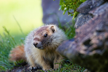 marmot in the mountains