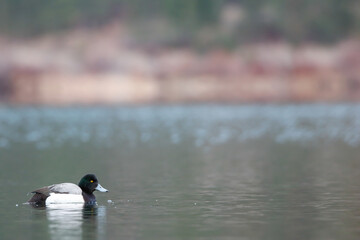 duck on the lake