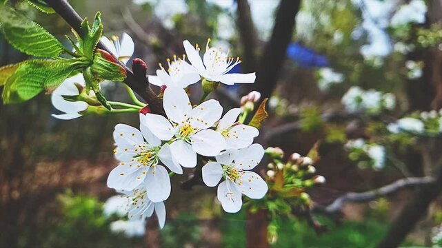 Blossoming white cherry blossoms swaying in the wind. Spring has come.