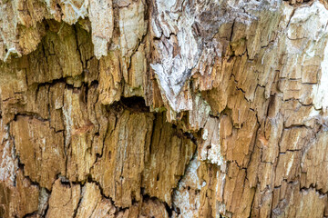 Obraz premium Detailed View of Weathered Decayed Wood Surface Showing Rough Texture and Natural Decay