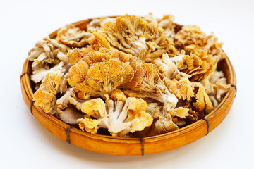 Splitgill mushroom or schizophyllum commune mushroom