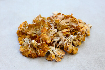 Splitgill mushroom or schizophyllum commune mushroom
