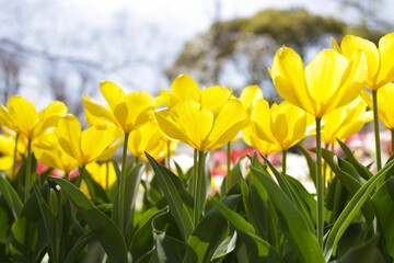 Obraz premium Beautiful tulip flower garden. The Expo 70 Commemorative Park, Osaka, Japan