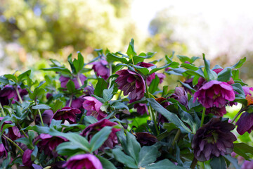 Helleborus flower or hellebore in the park