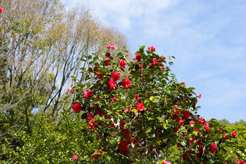 Beautiful camellia flower on tree. The Expo 70 Commemorative Park, Osaka, Japan