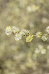 Close up of pussy willow (salix caprea) catkins