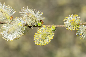 Close up of pussy willow (salix caprea) catkins