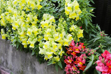 Beautiful Antirrhinum flower is blooming in the garden