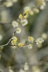 Close up of pussy willow (salix caprea) catkins
