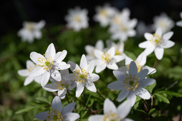 Anemonoides nemorosa in forest, Norway