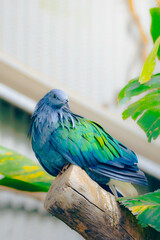 A perched nicobar pigeon on branch in zoo