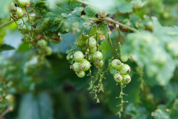 Unripe green currant berries growing on branches with lush leaves in beautiful summer garden