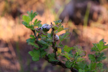 Gooseberry plant with powdery mildew infection on berries and leaves outdoors