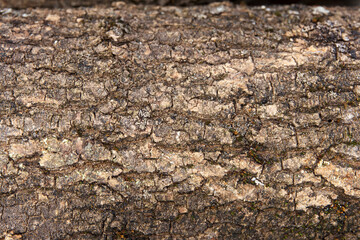 Close-up of rough tree bark texture with cracks and moss