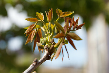 Close-up of young tree leaves sprouting in spring sunlight outdoors
