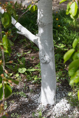 Trunks painted white for protection against pests and sun damage in a garden setting