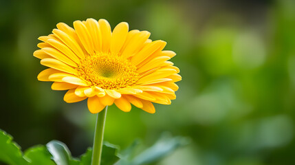 Obraz premium Sunflower's Gentle Embrace: Captivating closeup of a vibrant sunflower, showcasing its radiant petals in full bloom. Delicately set against a blurred, natural background.