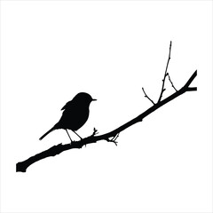 Wild Bird Silhouette on Natural Branch