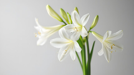 Fototapeta premium Pure Elegance: A Close-up of Exquisite White Flowers Displaying Delicate Beauty.