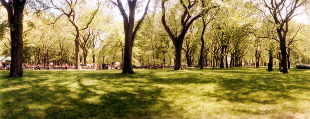 Panoramic view of trees and grass in a Central Park in the spring time, New York City, New York State, USA.