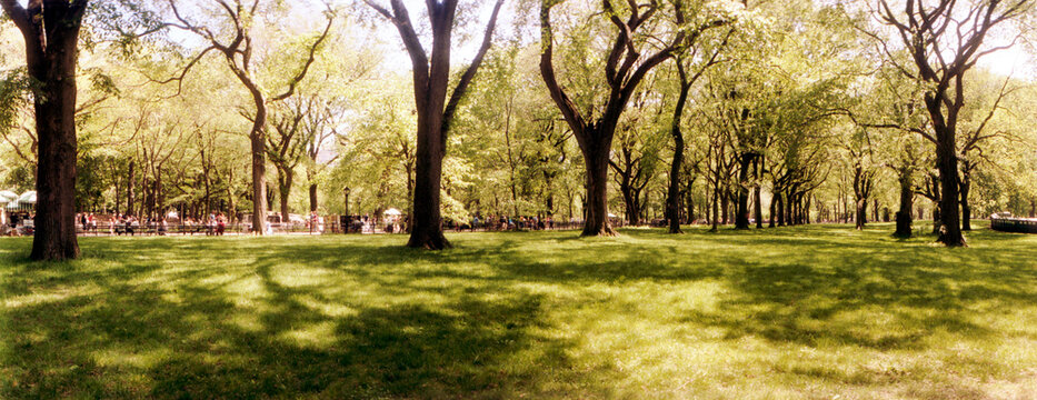 Panoramic view of trees and grass in a Central Park in the spring time, New York City, New York State, USA.