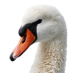 Close-up of a graceful white swan's head and neck, showcasing its elegant features and vibrant colors