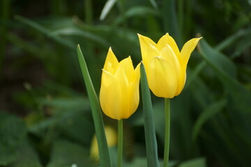 yellow tulip flower