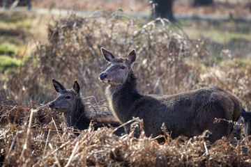 Two Alert Deer Stand Amid Dry Woodland Undergrowth