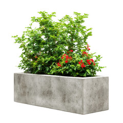 Plant with red flowers in stone pot isolated on transparent background