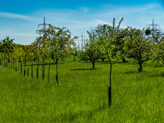 Baumgrundstück mit Obstbäumen im Frühjahr
