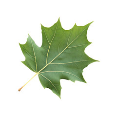 Single Green Maple Leaf Isolated on Transparent Background