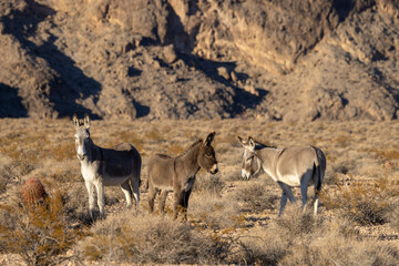Wild Burros in the Nevada Desert in Winter