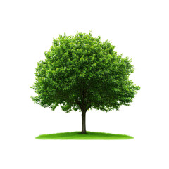 Lush Green Deciduous Tree Isolated on White Background