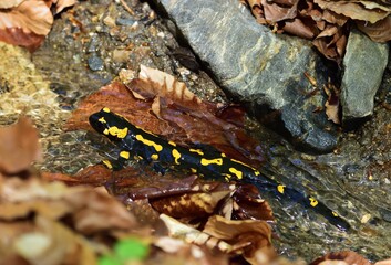 Feuersalamander (Salamandra salamandra) in der Wachau