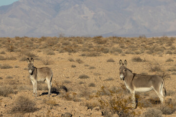 Wild Burros in the Nevada Desert in Winter