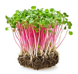 Fresh radish sprouts. Red microgreens on a white background.